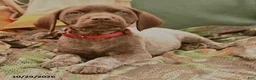 German Shorthaired Pointer dogs for sale: Sparrow - Ad 3