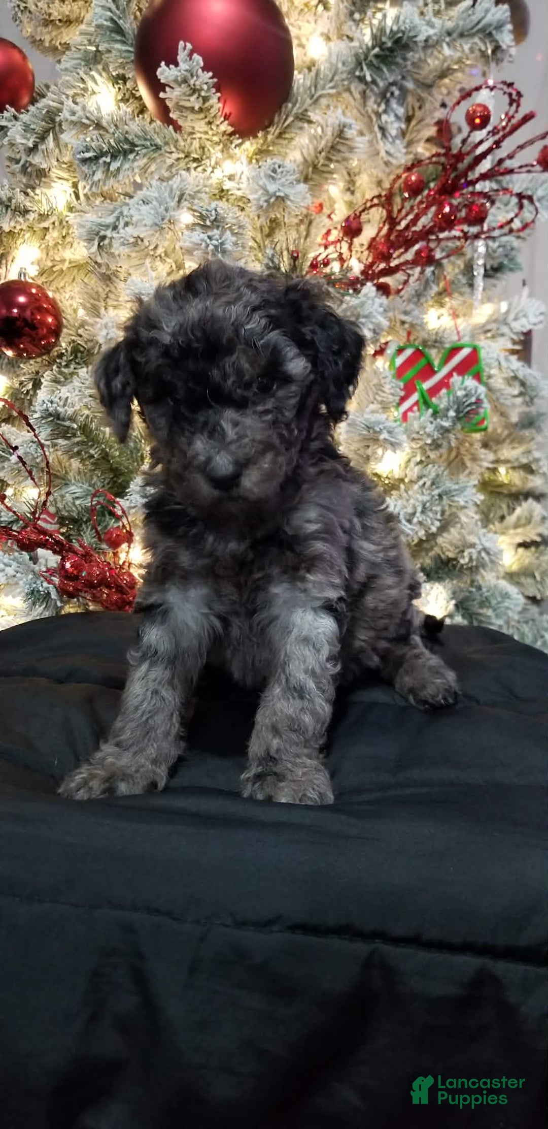 Mini Aussiedoodle dogs for sale: Mini Aussiedoodle Puppy 5 - Ad 3