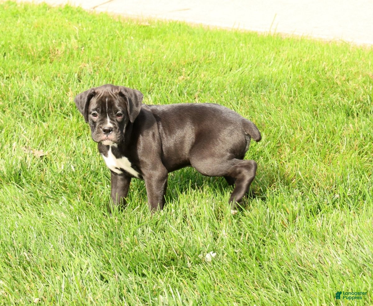 Boxer dogs Flash - Ad 1