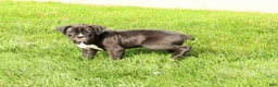 Boxer dogs for sale: Flash - Ad 1