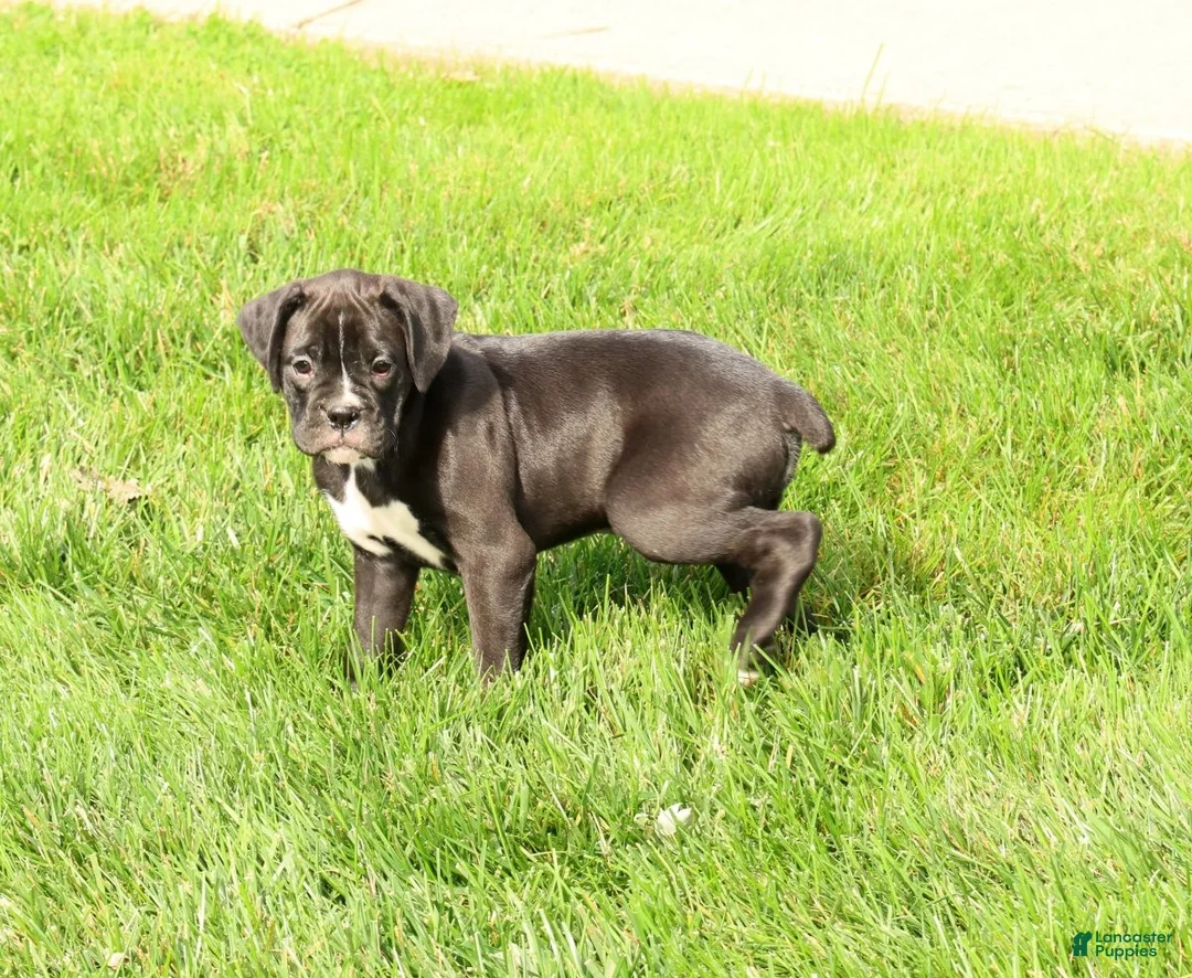 Boxer dogs for sale: Flash - Ad 1