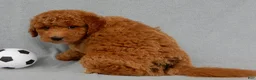 Mini Goldendoodle dogs for sale: Kenny - Ad 3
