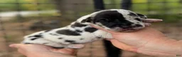 Great Dane dogs for sale: Great Dane 8 - Ad 1