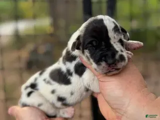 Great Dane dogs Great Dane 8 - Ad 2
