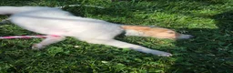 Borzoi dogs for sale: Victor-APRI-PEDIGREE - Ad 5