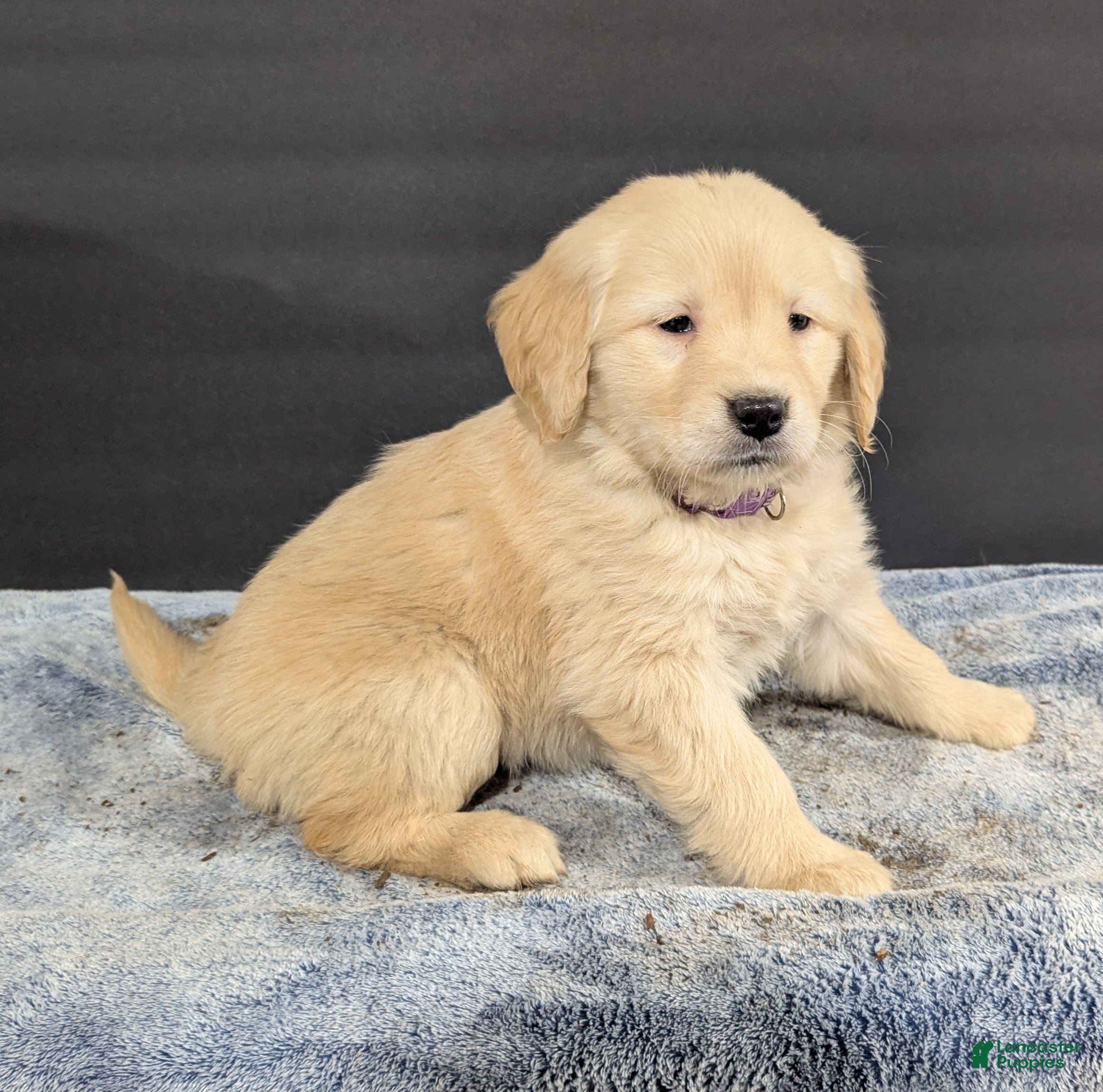 Golden Retriever dogs Nikki  - Ad 10