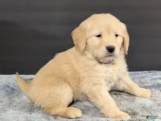 Golden Retriever dogs Nikki - Ad 10