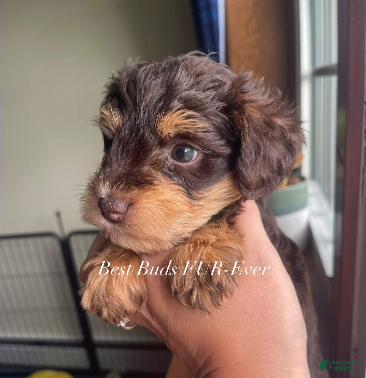 Miniature Schnauzer dogs Miniature Schnauzer 1 - Ad 1