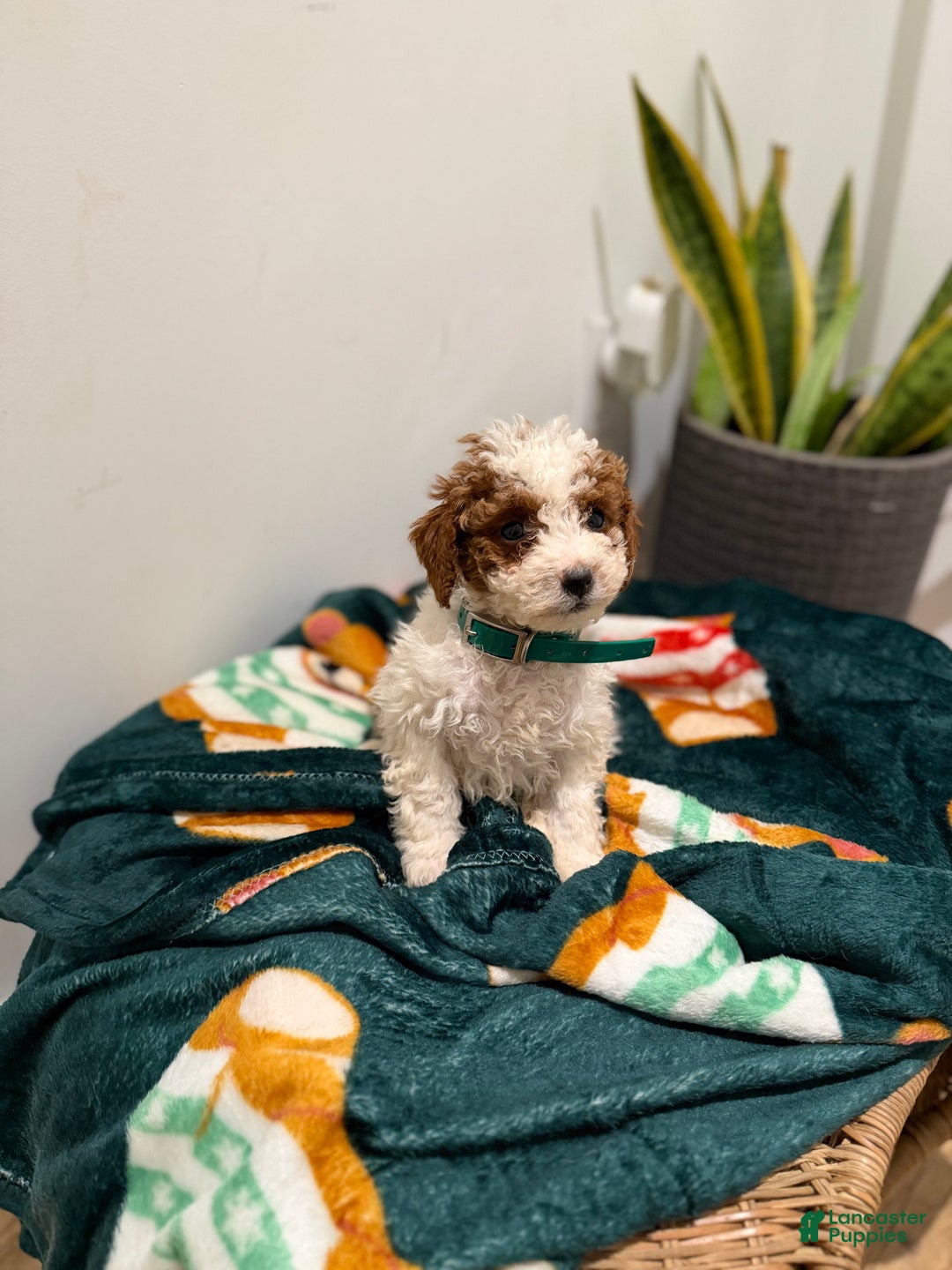 Toy Poodle dogs for sale: Jelly bean - Ad 2