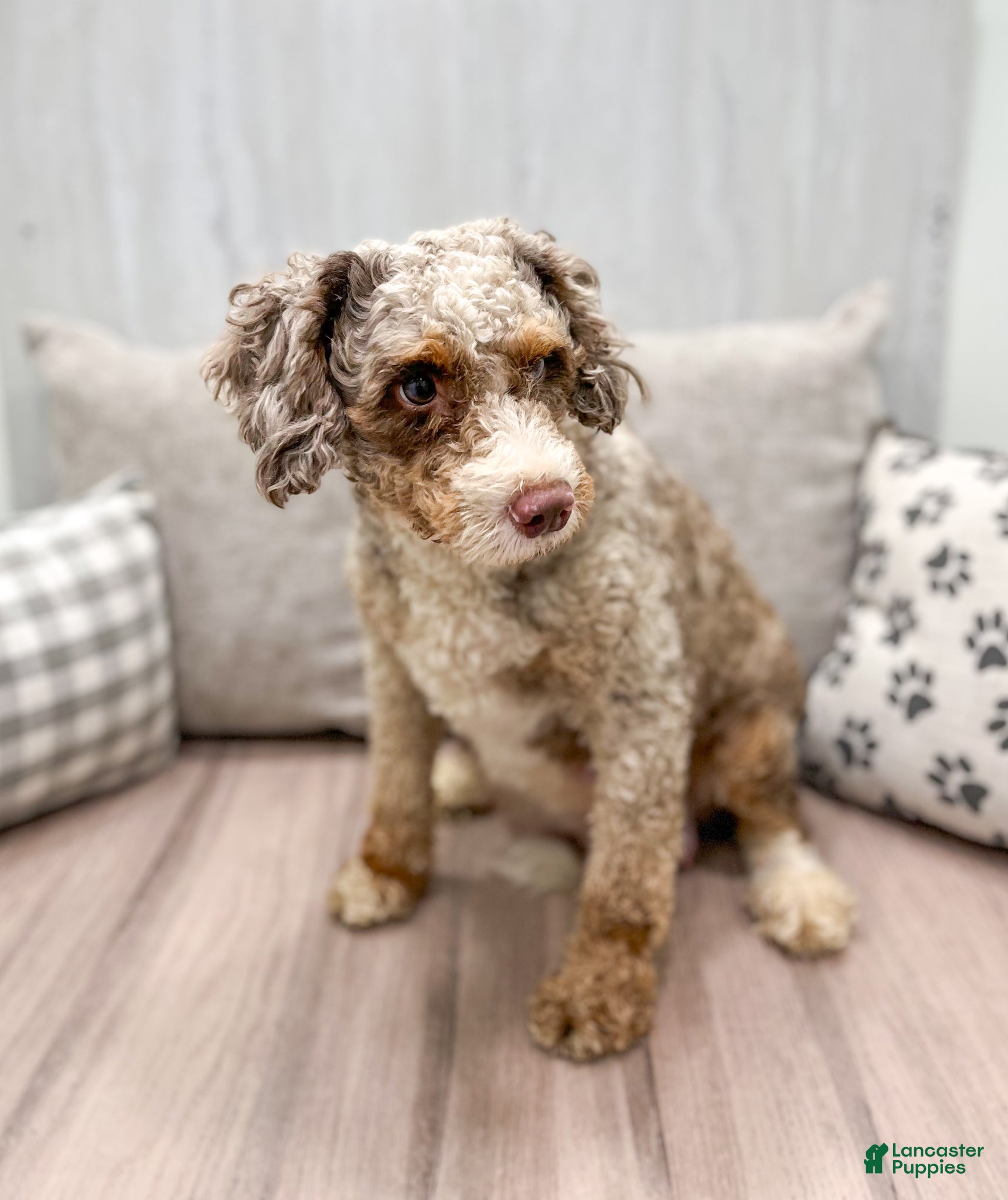 Mini Bernedoodle dogs for sale: Champ - Ad 7