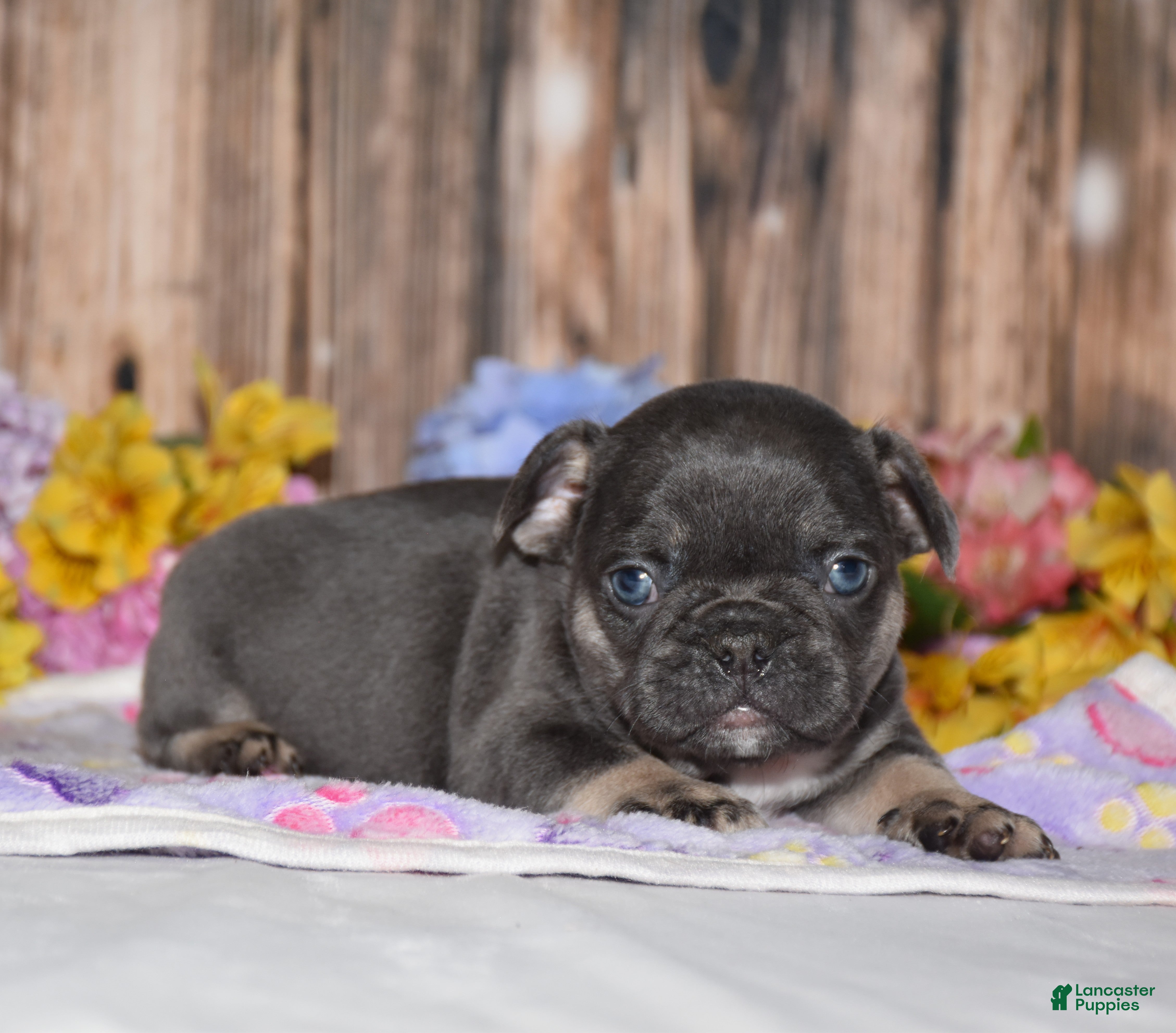 French Bulldog dogs Ford - Ad 2
