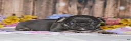 French Bulldog dogs for sale: Ford - Ad 2