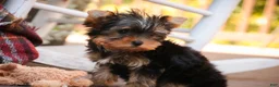 Yorkshire Terrier dogs for sale: Damon Yorkshire Terrier  - Ad 14