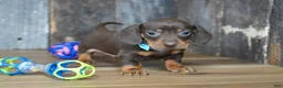 Miniature Dachshund dogs for sale: Cole - Ad 6