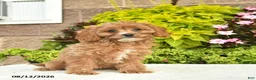Cavapoo dogs for sale: Izzie  - Ad 4