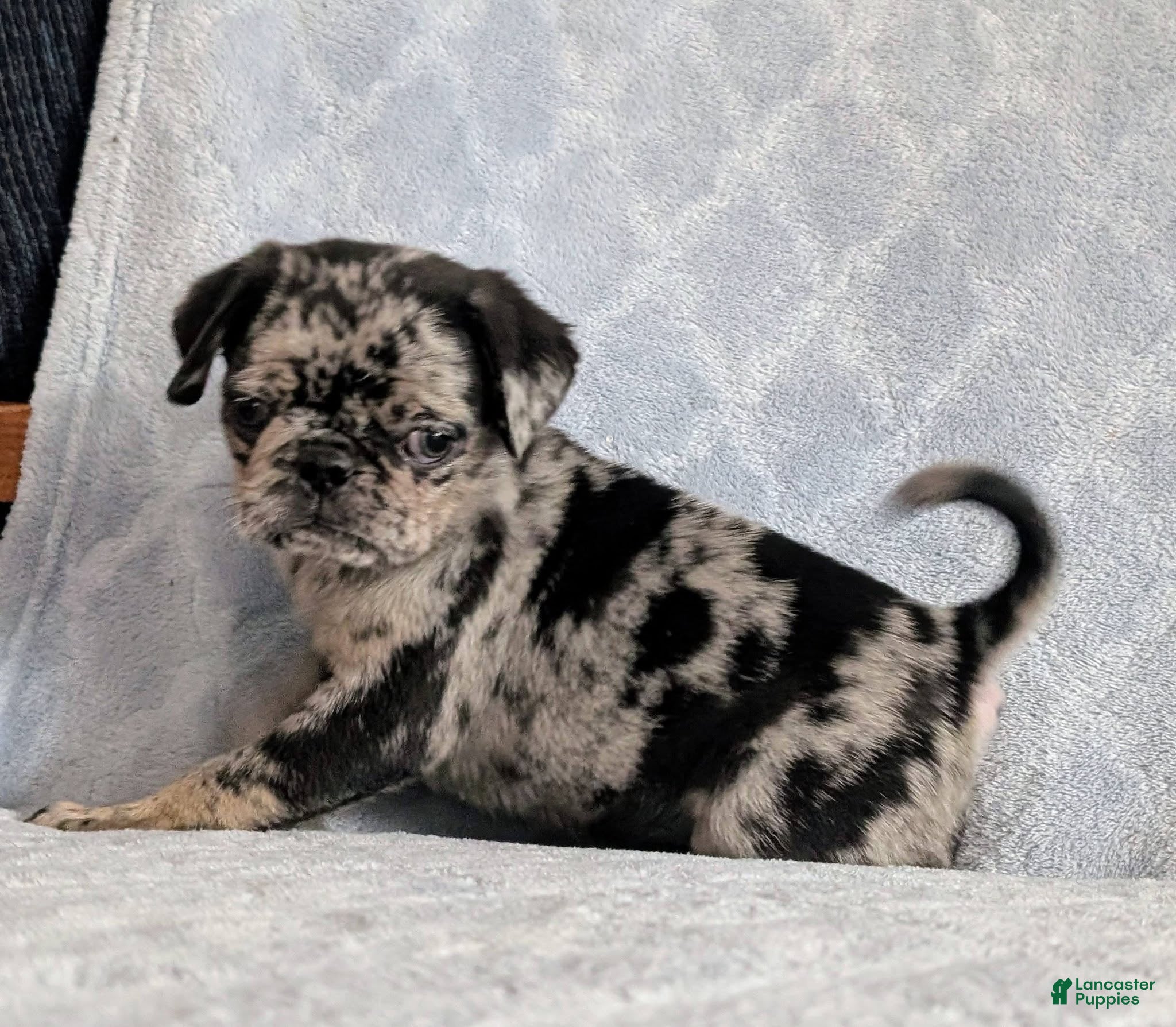 Pug dogs Chutney - Ad 2