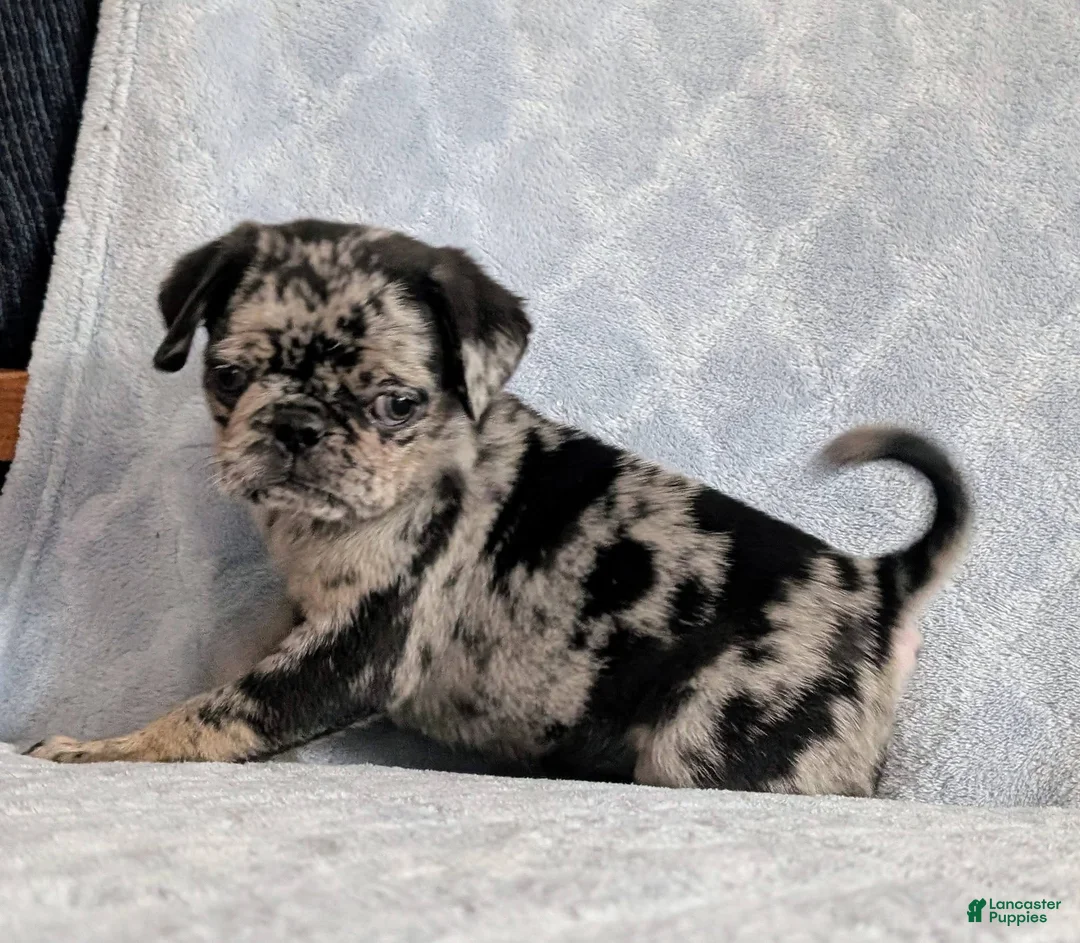 Pug dogs for sale: Chutney - Ad 2