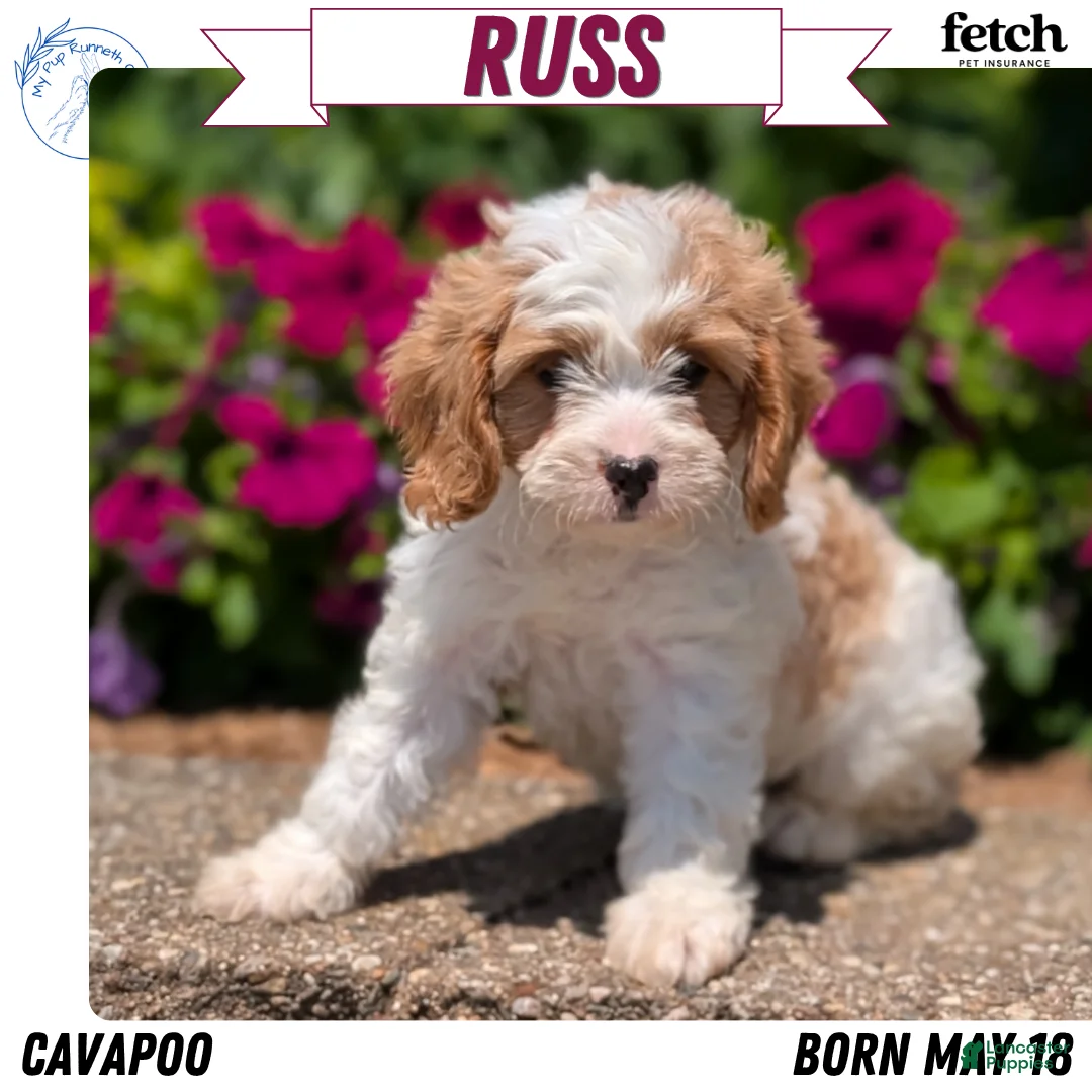 Cavapoo dogs for sale: Russ - Ad 1