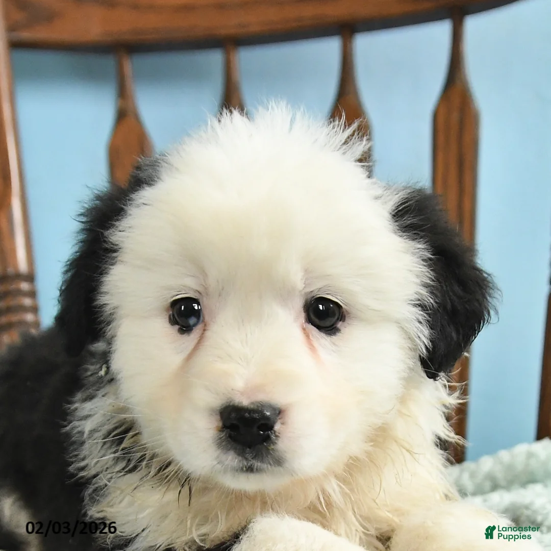 Miniature Australian Shepherd dogs for sale: Charlotte - Ad 2