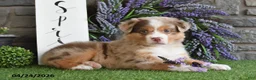 Australian Shepherd dogs for sale: Lilac - Ad 4