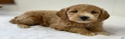 Mini Goldendoodle dogs for sale: Sadie - Ad 10