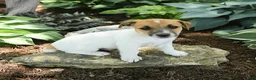 Jack Russell Terrier dogs for sale: Rusty - Ad 3