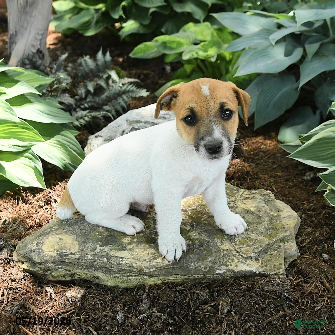 Jack Russell Terrier dogs for sale: Rusty - Ad 3