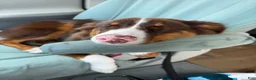 Australian Shepherd dogs for sale: Alfie - Ad 2
