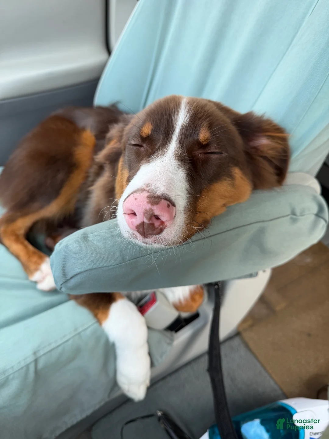 Australian Shepherd dogs for sale: Alfie - Ad 2