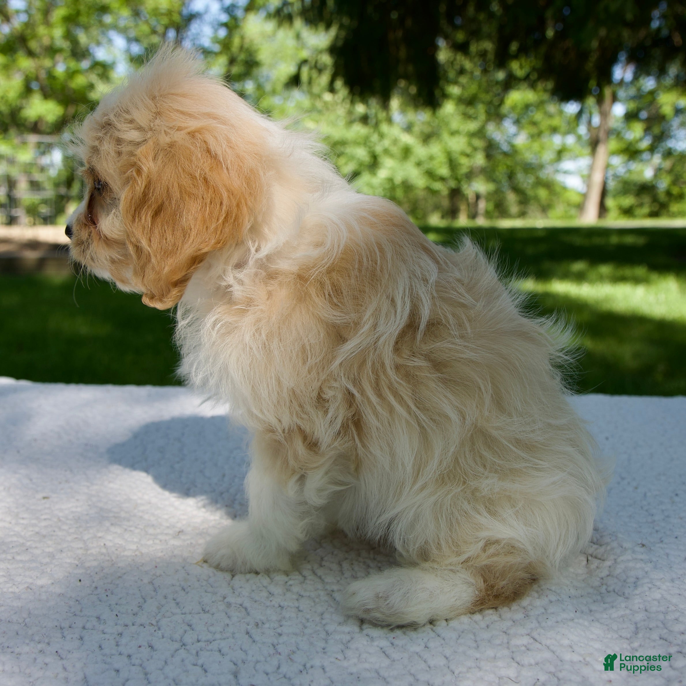 Cavapoo dogs for sale: Ella - Ad 3