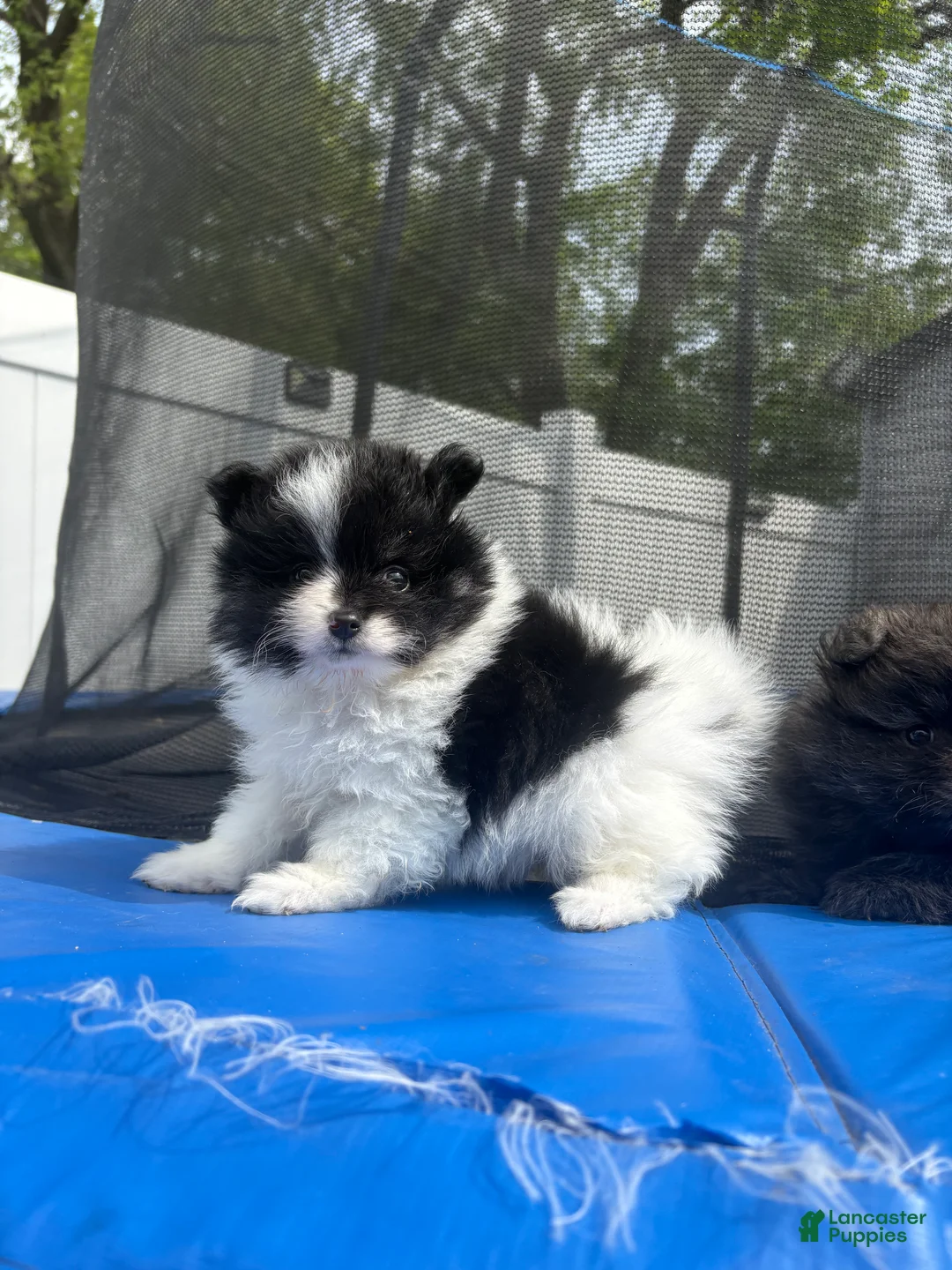Pomeranian dogs for sale: Teacup Panda  - Ad 2