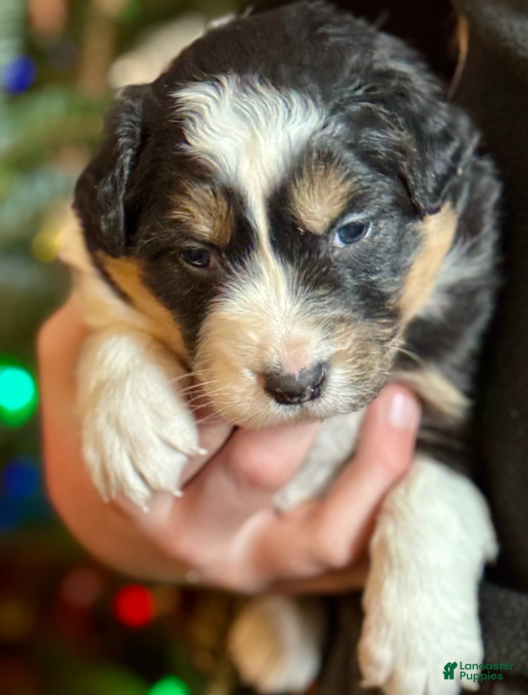 Mixed Breed dogs for sale: Mixed Breed Puppy 2 - Ad 2