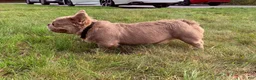 French Bulldog dogs for stud: Benito - Ad 1