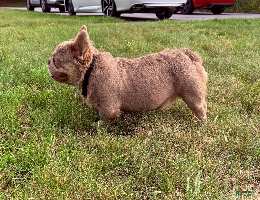 French Bulldog dogs for stud: Benito - Ad 1