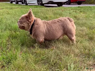 French Bulldog dogs Benito - Ad 9