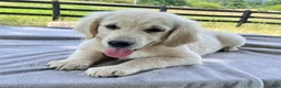 Golden Retriever dogs for sale: Winston - Ad 3