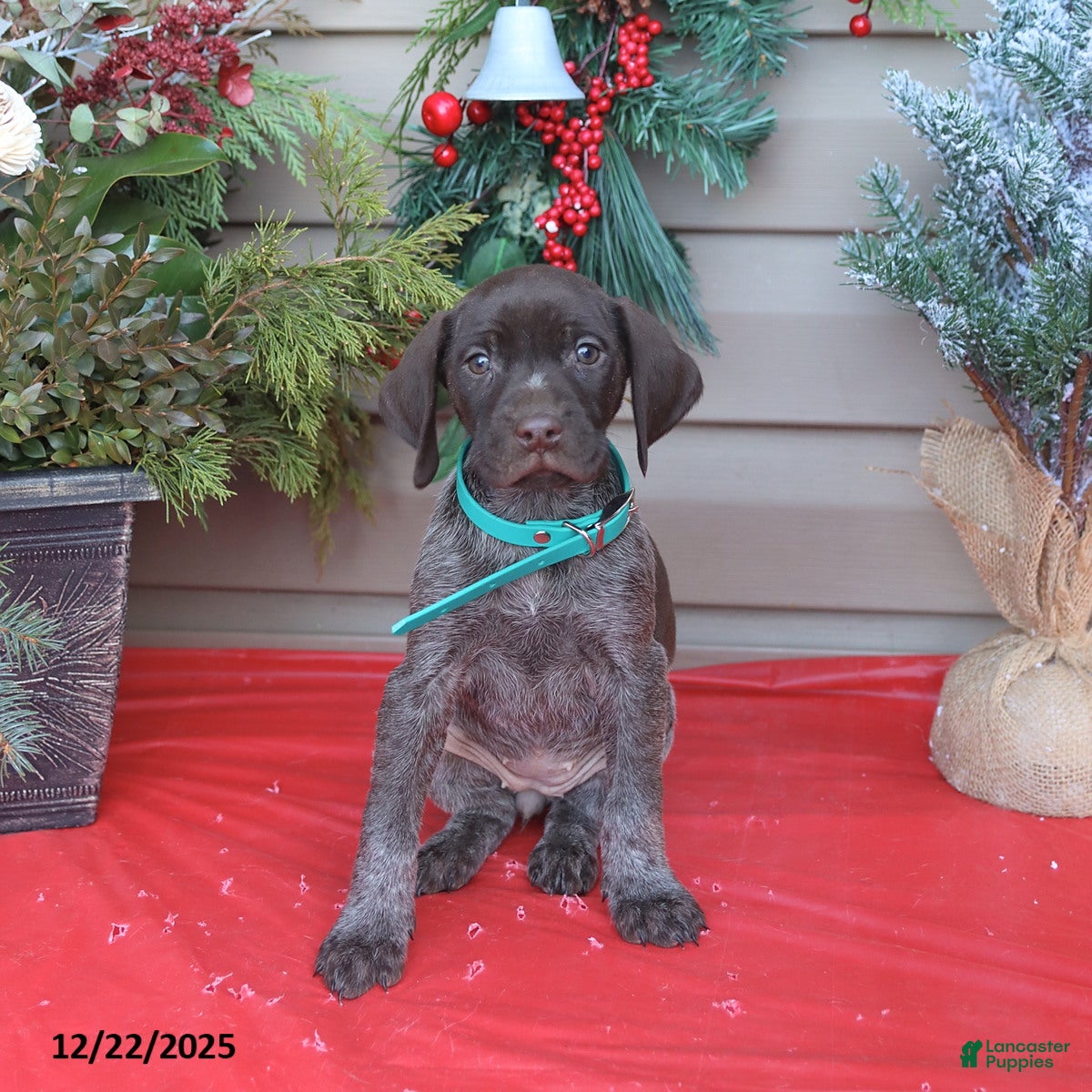 German Shorthaired Pointer dogs Lady - Ad 24