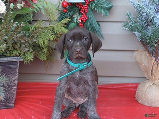 German Shorthaired Pointer dogs Lady - Ad 24