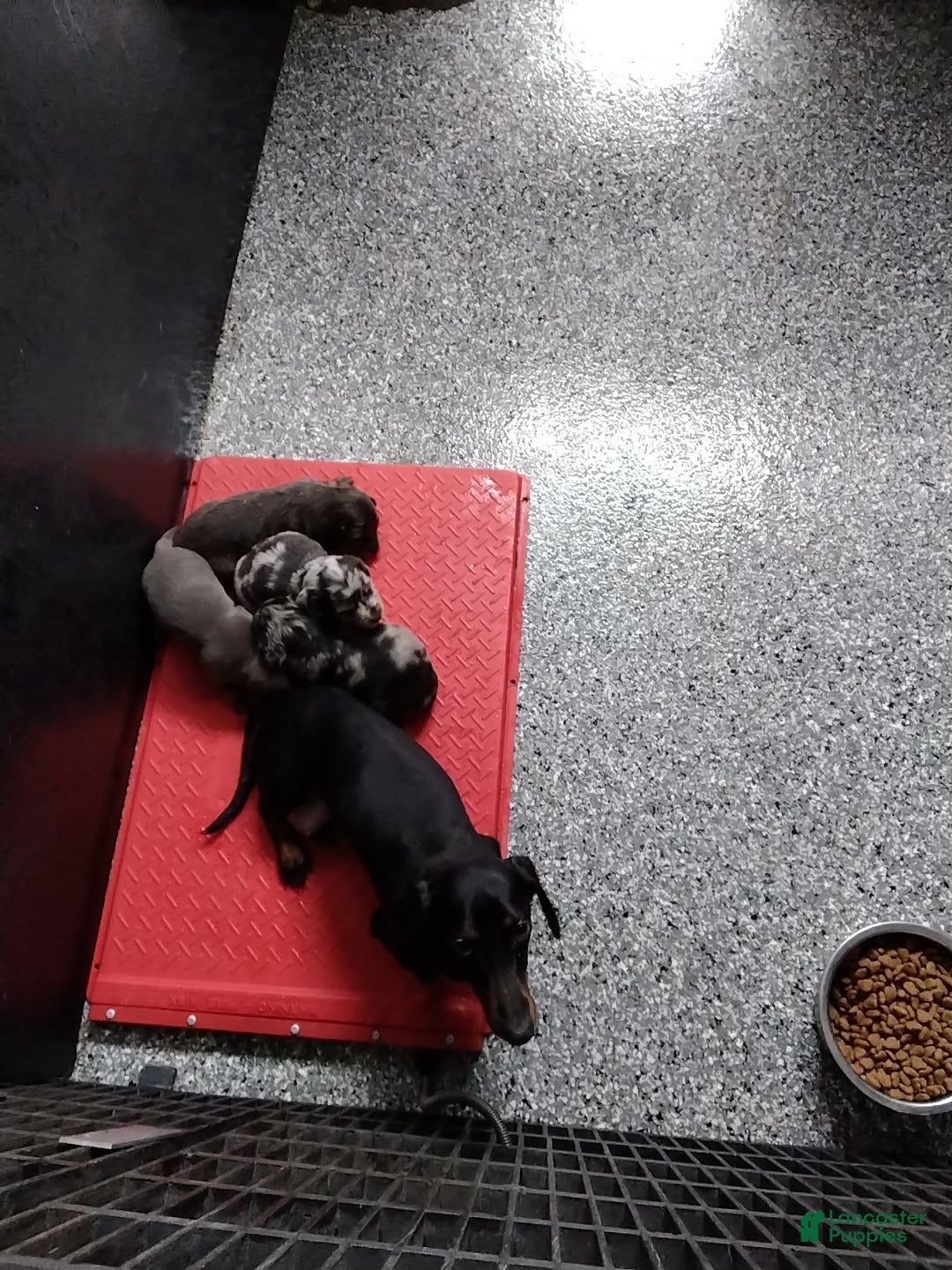 Miniature Dachshund dogs for sale: Baxter - Ad 4