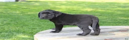 Labrador Retriever dogs for sale: Candy - Ad 3