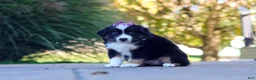 Miniature Australian Shepherd dogs for sale: Zuzu - Ad 3