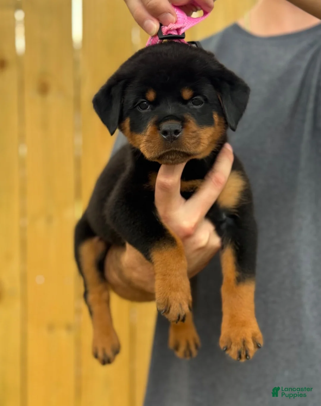 Rottweiler dogs for sale: GINNY - Ad 1