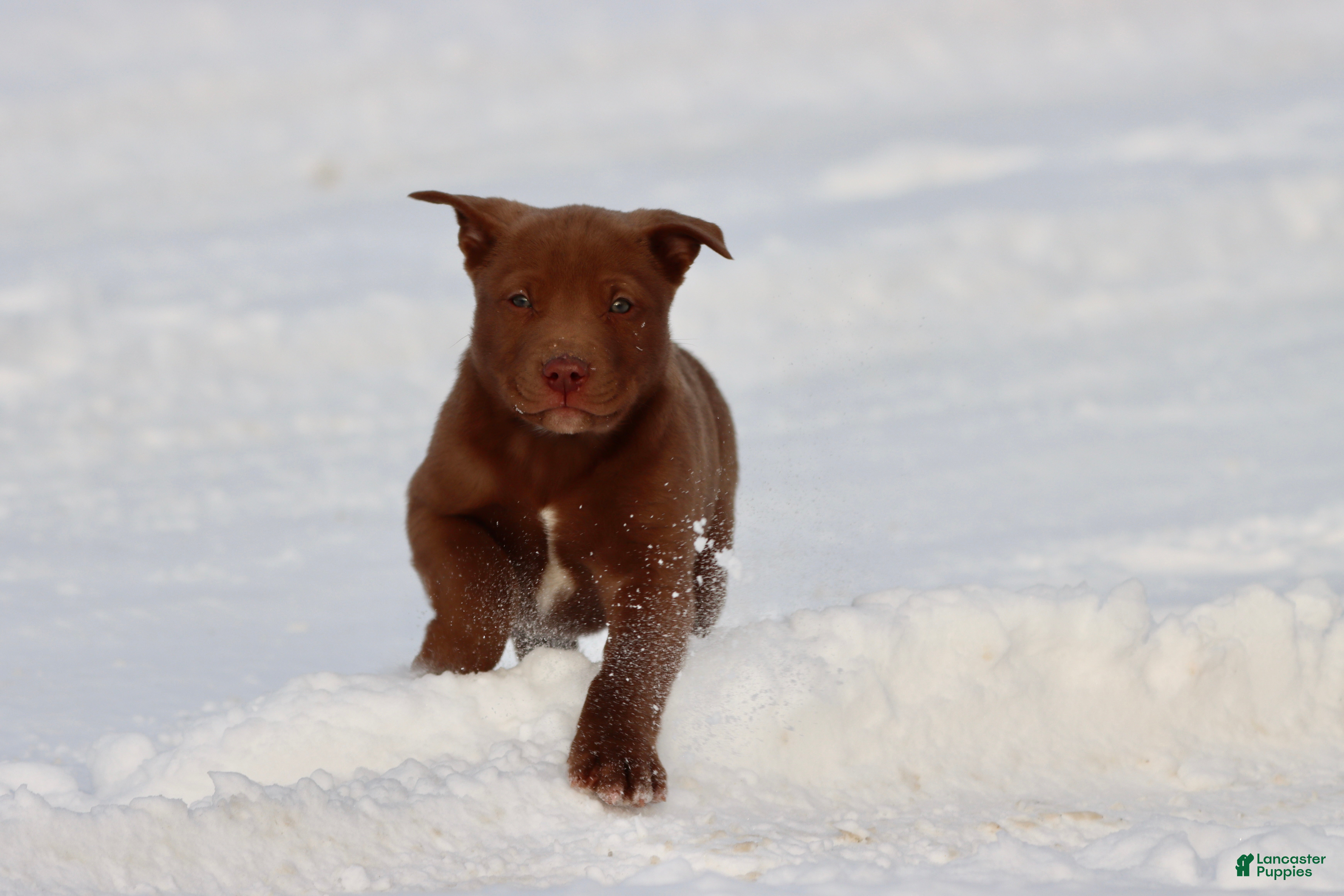 Mixed Breed dogs Brownie - Ad 31