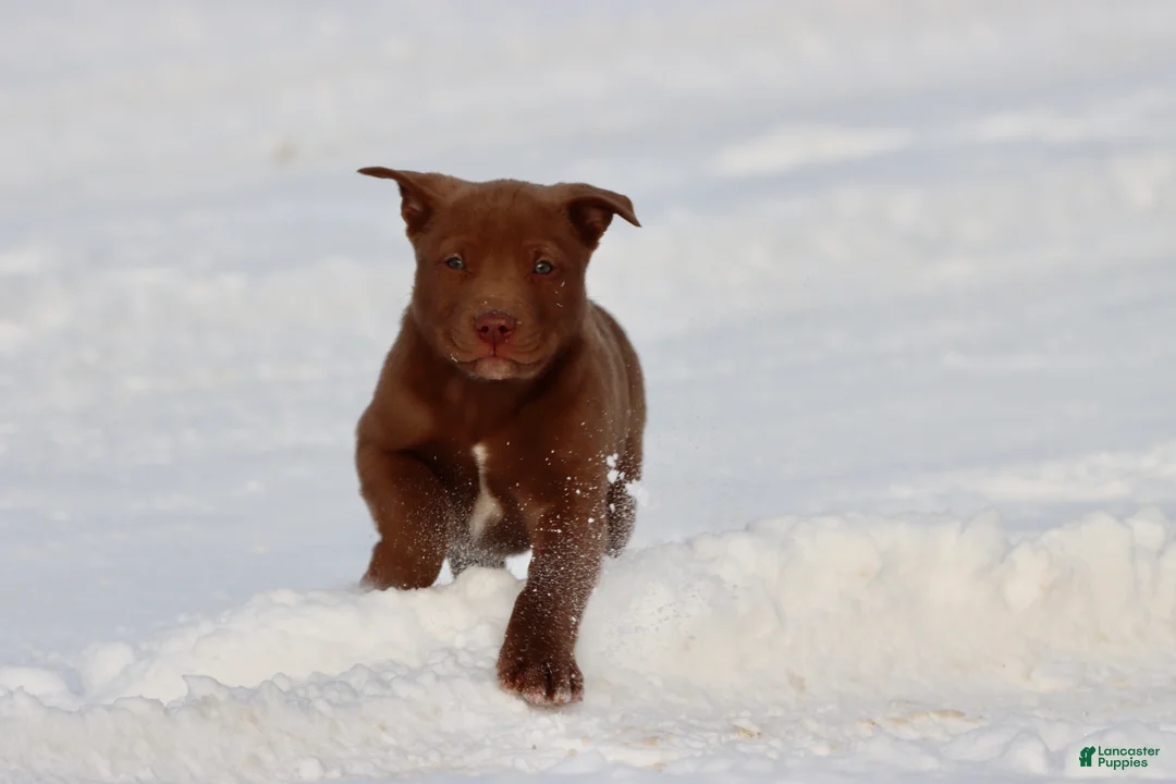 Mixed Breed dogs for sale: Brownie - Ad 1