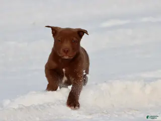 Mixed Breed dogs Brownie - Ad 31