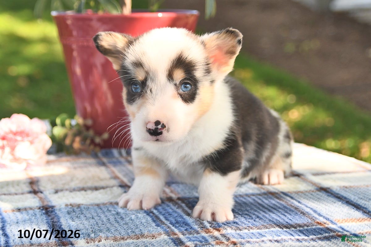 Welsh Corgi Pembroke dogs Cookie - Ad 2