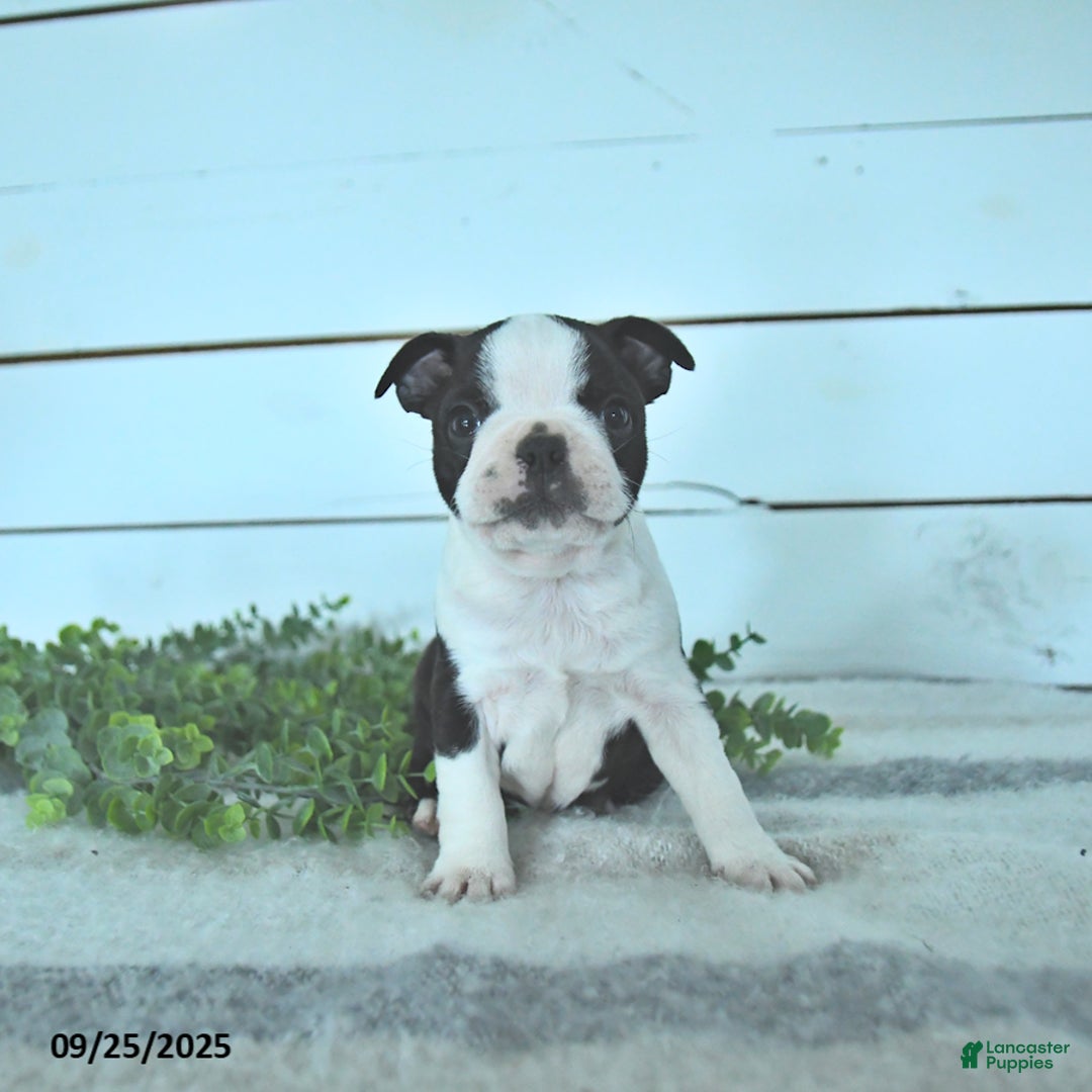 Boston Terrier dogs for sale: Navy - Ad 12