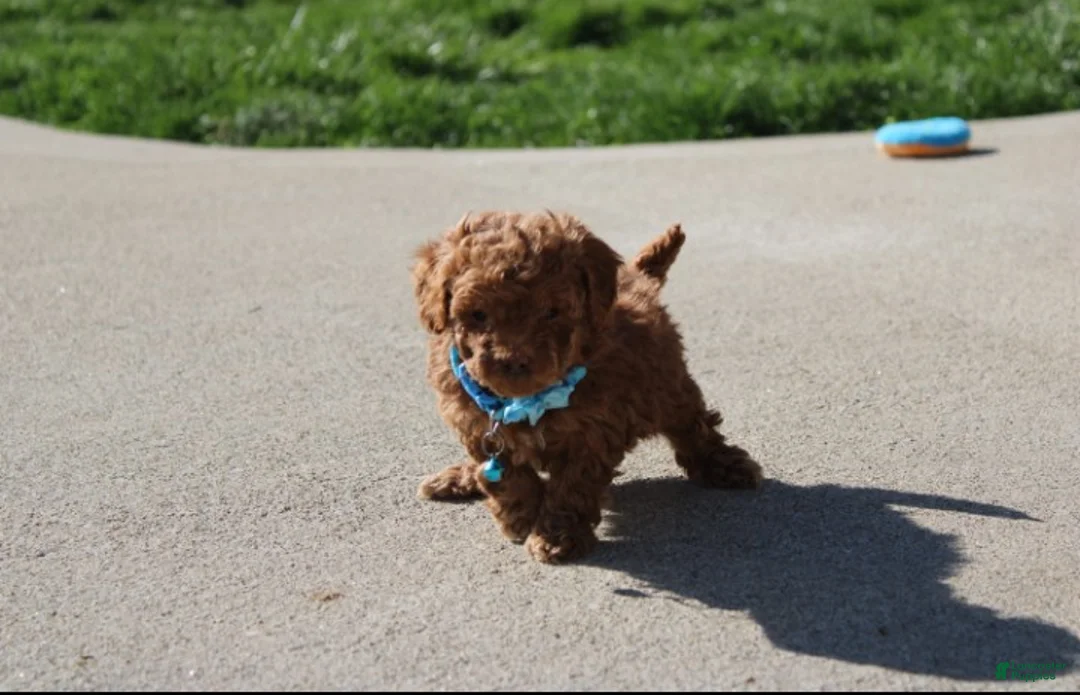 Bichpoo dogs for sale: Finley  - Ad 1