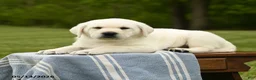 Labrador Retriever dogs for sale: Sheldon - Ad 3