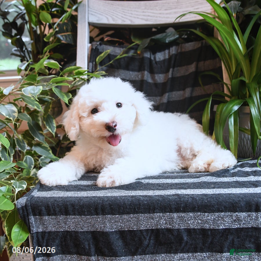 Bichpoo dogs Buddy - Ad 2